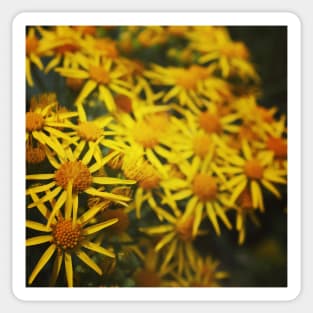 Yellow daisies Sticker